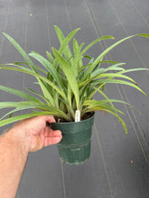 Load image into Gallery viewer, Paphiopedilum gatrixianum ‘Mini’ x sib.
