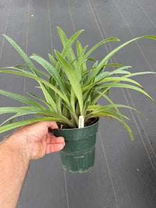 Paphiopedilum gatrixianum ‘Mini’ x sib.