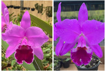 Load image into Gallery viewer, Cattleya labiata rubra ‘Itabacu ‘ x ‘Borboleta’
