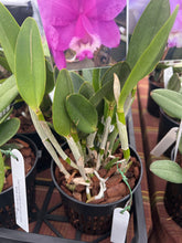 Load image into Gallery viewer, Cattleya Loddigesii rubra x trilabelo
