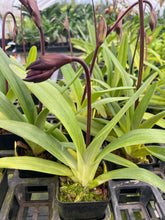 Load image into Gallery viewer, MSH1638 Paphiopedilum Yang Yi Apple x Lady Isabel
