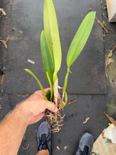 Load image into Gallery viewer, Cattleya labiata rubra ‘Itabacu ‘ x sib . ‘Borboleta’

