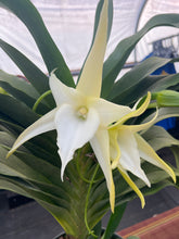 Load image into Gallery viewer, Angraecum Lai ‘s Star , mature blooming size plants

