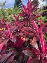 Load image into Gallery viewer, Cordyline terminalis ‘ Lava flow’
