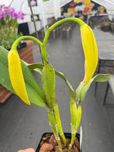 Load image into Gallery viewer, A 9- C . tenebrosa aurea ‘Walton Grange ‘ FCC x self  in bud
