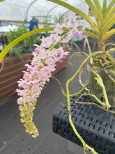 Load image into Gallery viewer, Rhyncostylis retusa in spike

