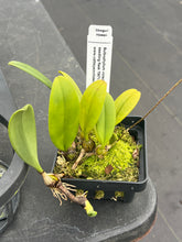 Load image into Gallery viewer, Bulboohyllum violaceolabellum , mini Bulbophyllum
