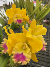 Load image into Gallery viewer, Rlc . Bangkok Fancy ‘Giant  yellow king ‘, virus free original division

