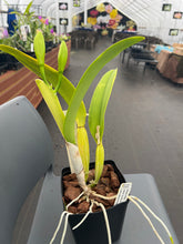 Load image into Gallery viewer, C. Bow Bells ‘White Sands’ AM /AOS OF 86 points , our exclusive awarded plant
