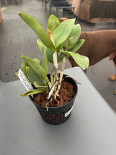 Load image into Gallery viewer, Cattleya amethystoglossa aurea ‘Fred ‘ x self
