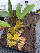 Load image into Gallery viewer, Bulbophyllum purpureorhachis, mounted and mature
