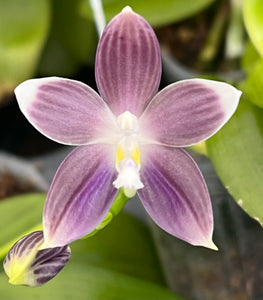 Phalaenopsis tetraspis coerulea x sib.