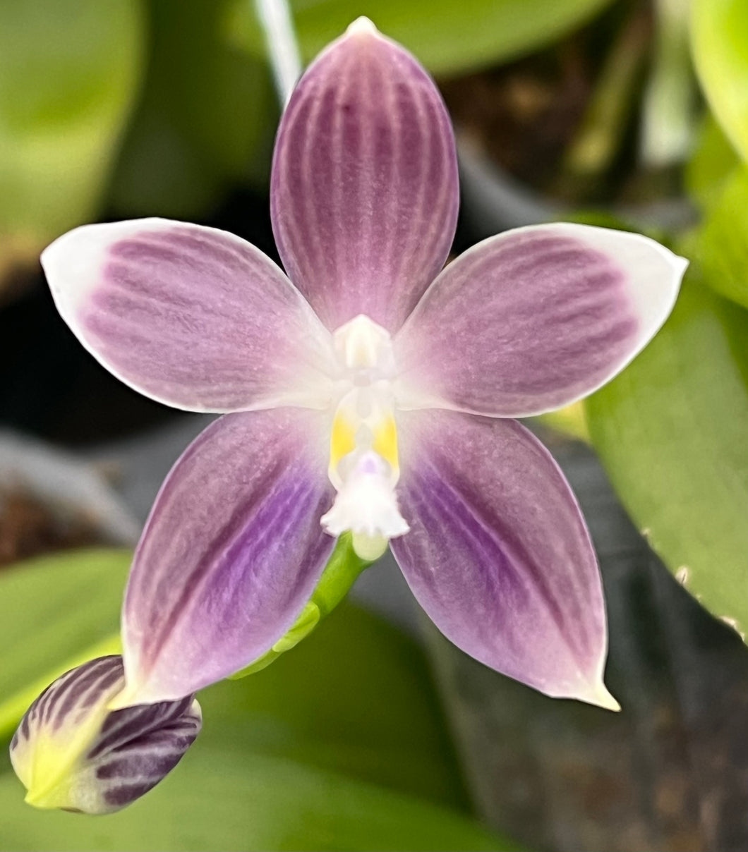 Phalaenopsis tetraspis coerulea x sib.