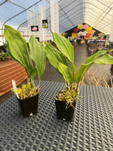 Load image into Gallery viewer, Stanhopea nigroviolacea ‘The Predator’ FCC/AOS
