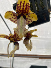 Load image into Gallery viewer, Stanhopea Bird of Prey
