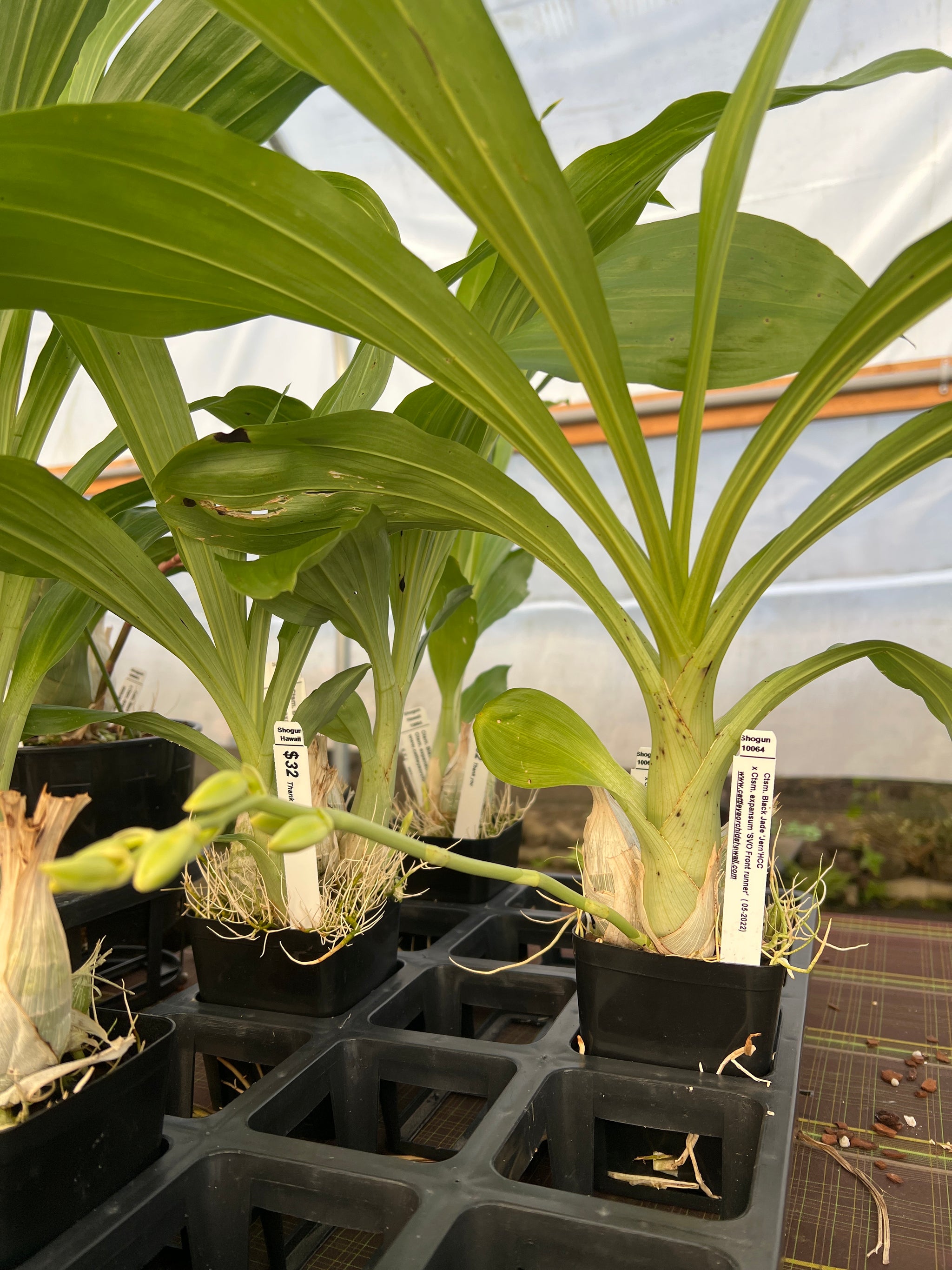 Catasetum Cycnoches – Shogun Hawaii