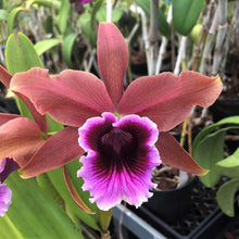 Load image into Gallery viewer, C. Luminosa , 4” pot size blooming size
