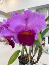 Load image into Gallery viewer, C . Bonanza Queen ‘Panamint ‘AM/AOS, rare heirloom division , mature plants

