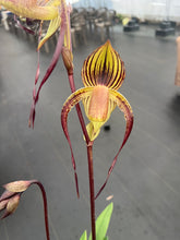 Load image into Gallery viewer, Paphiopedilum Genevieve Booth x anitum
