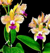 Load image into Gallery viewer, Cattleya amethystoglossa aurea ‘Fred ‘ x self
