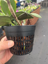 Load image into Gallery viewer, Cattleya schilleriana coerulea ‘ Gipson ‘ x self
