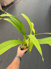 Load image into Gallery viewer, Coryanthes elegantinum in spike
