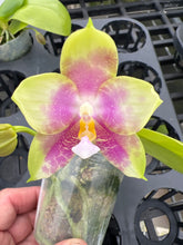 Load image into Gallery viewer, Phalaenopsis (Penang Jewel x ( Yaphon super Jaguar x Samera) x Mituo golden tiger ‘White Tiger’, one
