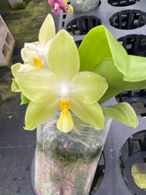 Load image into Gallery viewer, Phalaenopsis (Yin’s Dreamy spotted Yaohon yellow bomb) x Penang violacea ‘BK forest ‘, one of a kind yellow green flower seedling
