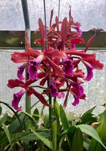 Load image into Gallery viewer, Cattleya Zip ( tenebrosa x milleri ) awesome
