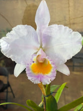 Load image into Gallery viewer, Special drop : Cattleya ( C.) trianae concolor ‘Palm Plaza’ , exceptional rare color
