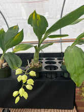 Load image into Gallery viewer, Catasetum pileatum var . Imperialis ‘’Pierre Couret ‘ x’Snow White ‘, large spike
