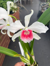 Load image into Gallery viewer, Cattleya (C.) purpurata fma carnea ‘Red Sunrise’ , SELECT RED
