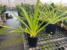 Load image into Gallery viewer, Ara Div.
