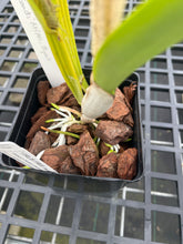 Load image into Gallery viewer, C. Bow Bells ‘White Sands’ AM /AOS OF 86 points , our exclusive awarded plant
