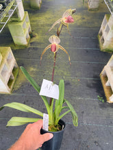 Load image into Gallery viewer, A1- Paph . Lady Isobel SH1786
