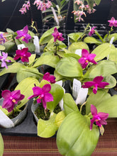 Load image into Gallery viewer, Phalaenopsis ( Coral Isle x Jennifer Palermo ) x ( Yaphon good boy x LD bear king )x violacea indigo), super shiny texture , outrageous color
