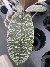 Load image into Gallery viewer, Phalaenopsis schilleriana ‘select big spots’
