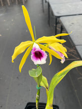 Load image into Gallery viewer, A7 - C . tenebrosa fma aurea ‘ Walton grange ‘ FCC x self small plant w/ two open blooms
