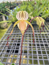 Load image into Gallery viewer, MSH1630 Paphiopedilum Mount Toro ( stonei x philippinense album)
