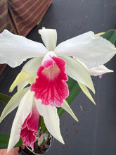 Load image into Gallery viewer, Cattleya (C.) purpurata fma carnea ‘Magician Red ‘, SELECT red lip
