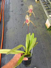Load image into Gallery viewer, A11- Paph . Lady Isobel SH1786
