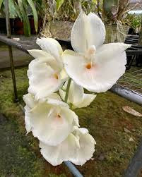 Ctsm . pileatum KG’s Supremo AM x ‘Dinner plate ‘