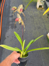 Load image into Gallery viewer, A-10 Paph. Lady Isobel SH1782
