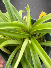 Load image into Gallery viewer, Paphiopedilum hirsutissimum album in spike and three more in sheath , big plant
