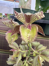 Load image into Gallery viewer, Cl. russelliana x Catasetum Frilly Doris
