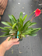 Load image into Gallery viewer, Masdevallia Cheryl Shohan’The Babe ‘ AM , divisions
