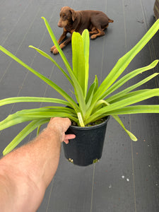 Paphiopedilum stonei x rothschildianum ‘Rex ‘ FCC