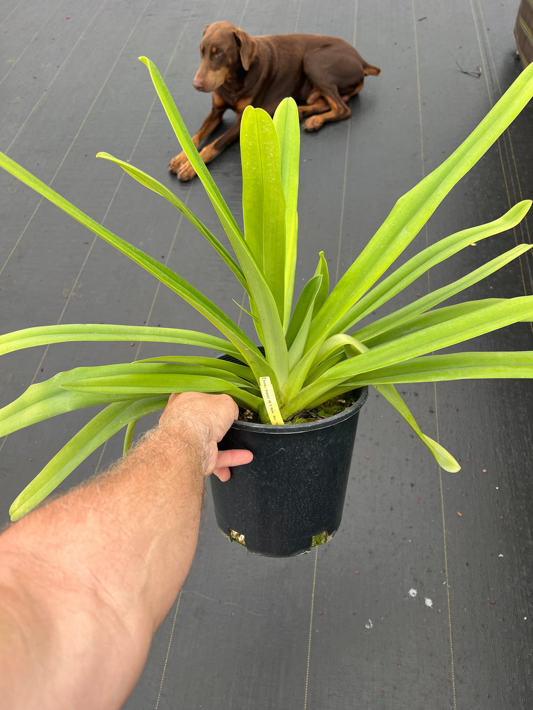 Paphiopedilum stonei x rothschildianum ‘Rex ‘ FCC