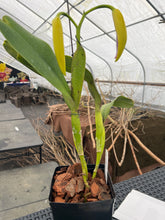 Load image into Gallery viewer, A 9- C . tenebrosa aurea ‘Walton Grange ‘ FCC x self  in bud
