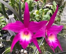 Load image into Gallery viewer, Rby. TLDC Divine Phoenix’Pterodactyl ‘,(B. cucullata x Rlc . Bryce Canyon )
